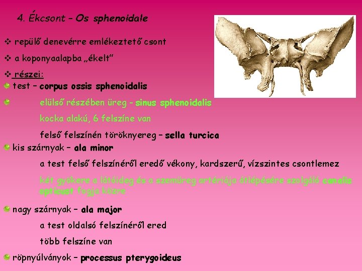 4. Ékcsont – Os sphenoidale v repülő denevérre emlékeztető csont v a koponyaalapba „ékelt”