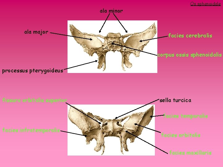 Os sphenoidale ala minor ala major facies cerebralis corpus ossis sphenoidalis processus pterygoideus fissura