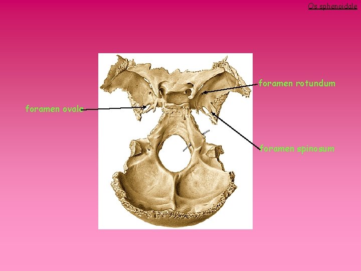 Os sphenoidale foramen rotundum foramen ovale foramen spinosum 