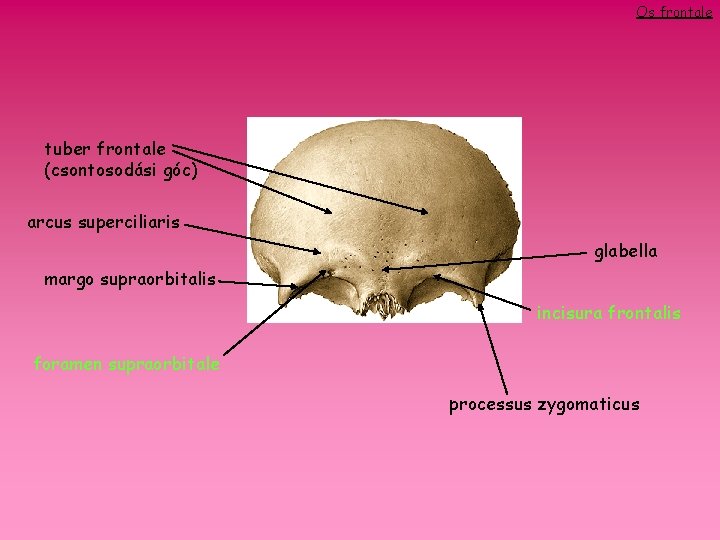 Os frontale tuber frontale (csontosodási góc) arcus superciliaris glabella margo supraorbitalis incisura frontalis foramen