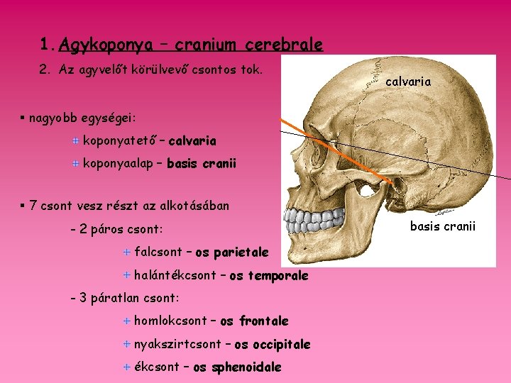 1. Agykoponya – cranium cerebrale 2. Az agyvelőt körülvevő csontos tok. § nagyobb egységei: