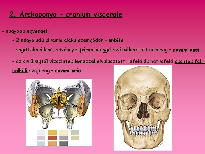 2. Arckoponya – cranium viscerale - nagyobb egységei: - 2 négyoladú piramis alakú szemgödör