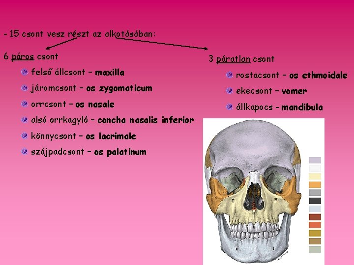 - 15 csont vesz részt az alkotásában: 6 páros csont 3 páratlan csont felső
