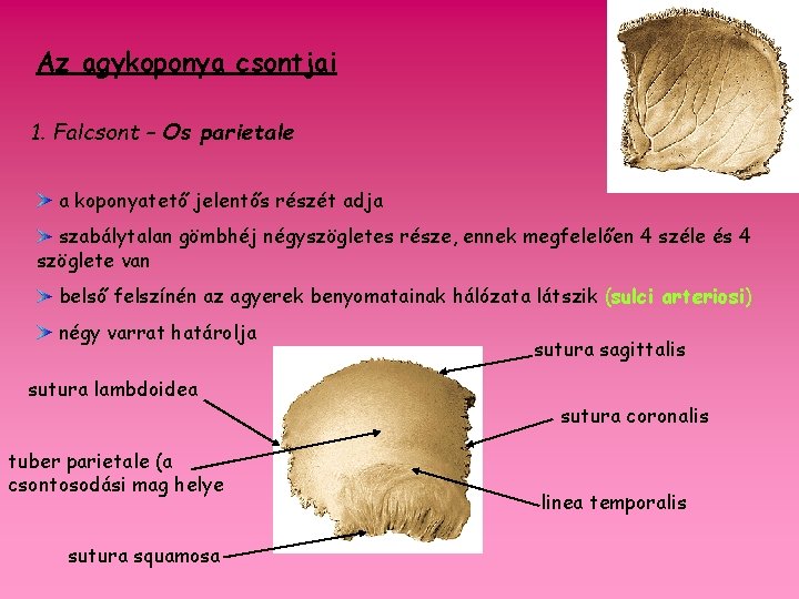 Az agykoponya csontjai 1. Falcsont – Os parietale a koponyatető jelentős részét adja szabálytalan