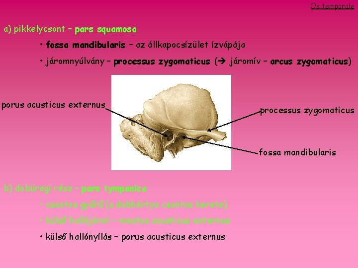 Os temporale a) pikkelycsont – pars squamosa • fossa mandibularis – az állkapocsízület ízvápája