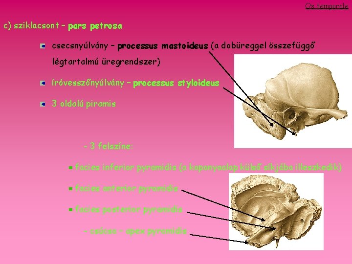 Os temporale c) sziklacsont – pars petrosa csecsnyúlvány – processus mastoideus (a dobüreggel összefüggő