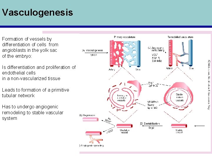 Vasculogenesis Formation of vessels by differentiation of cells from angioblasts in the yolk sac