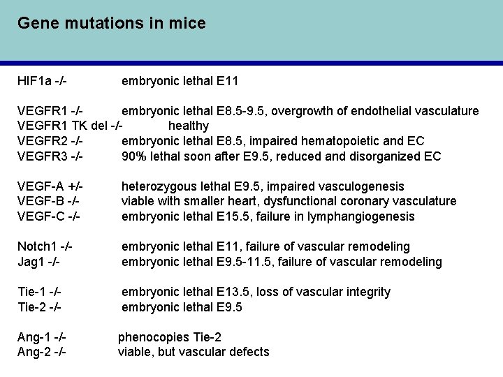 Gene mutations in mice HIF 1 a -/- embryonic lethal E 11 VEGFR 1