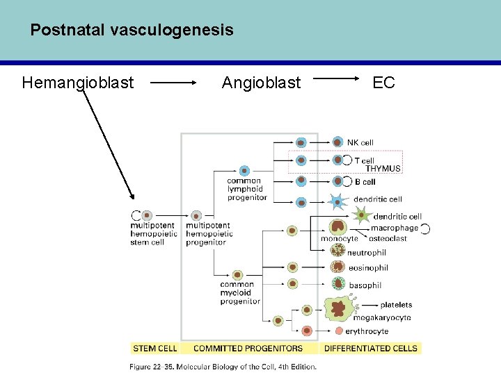 Postnatal vasculogenesis Hemangioblast Angioblast EC 