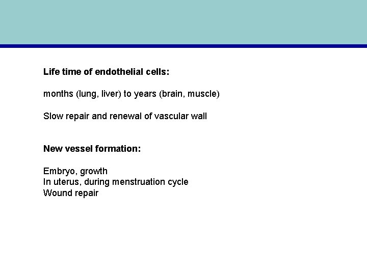 Life time of endothelial cells: months (lung, liver) to years (brain, muscle) Slow repair