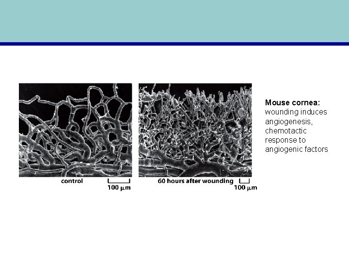 Mouse cornea: wounding induces angiogenesis, chemotactic response to angiogenic factors 