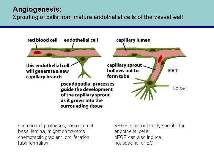 Angiogenesis: Sprouting of cells from mature endothelial cells of the vessel wall stem tip