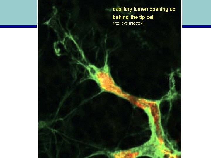 capillary lumen opening up behind the tip cell (red dye injected) 