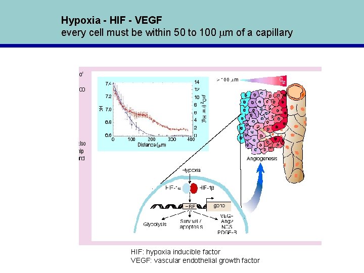 Hypoxia - HIF - VEGF every cell must be within 50 to 100 mm