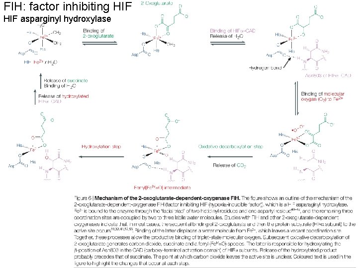 FIH: factor inhibiting HIF asparginyl hydroxylase 