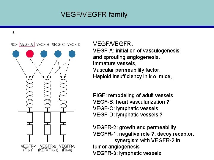 VEGF/VEGFR family VEGF/VEGFR: VEGF-A: initiation of vasculogenesis and sprouting angiogenesis, Immature vessels, Vascular permeability