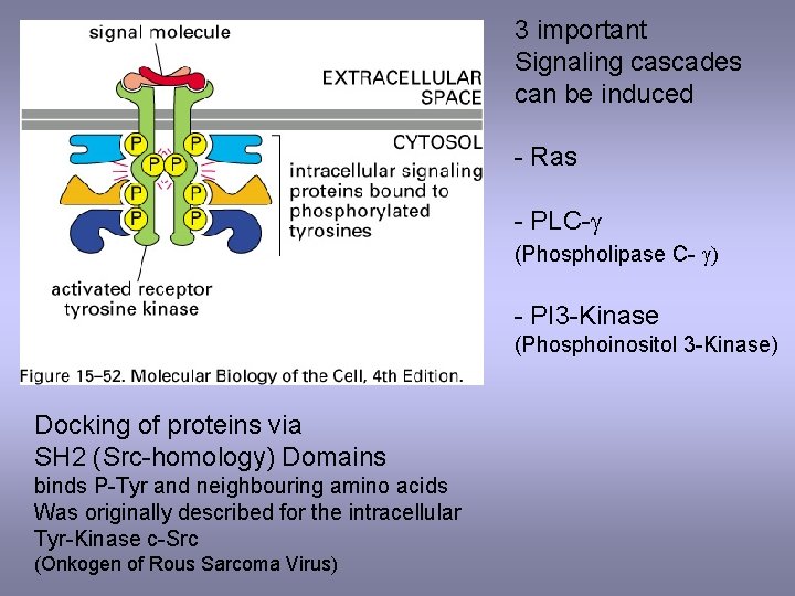 3 important Signaling cascades can be induced - Ras - PLC-g (Phospholipase C- g)