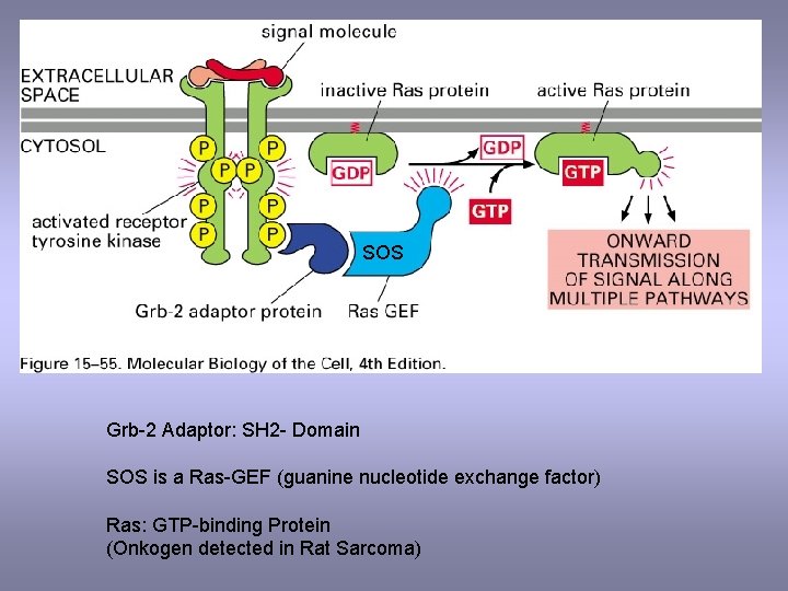 SOS Grb-2 Adaptor: SH 2 - Domain SOS is a Ras-GEF (guanine nucleotide exchange