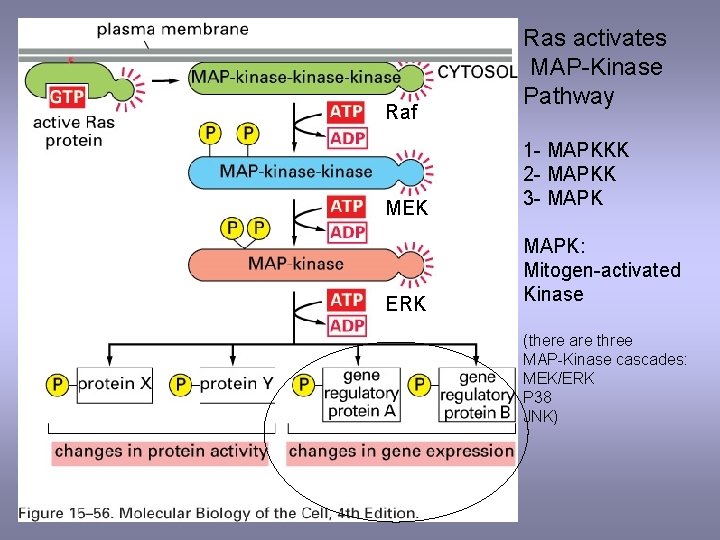 Raf Ras activates MAP-Kinase Pathway MEK 1 - MAPKKK 2 - MAPKK 3 -