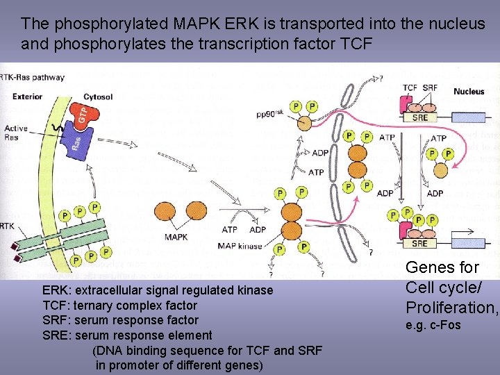 The phosphorylated MAPK ERK is transported into the nucleus and phosphorylates the transcription factor