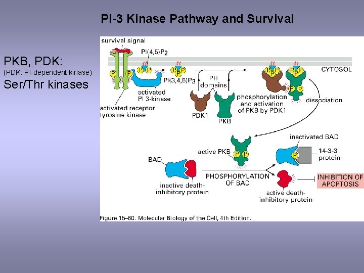 PI-3 Kinase Pathway and Survival PKB, PDK: (PDK: PI-dependent kinase) Ser/Thr kinases 