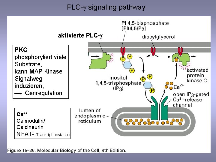 PLC-g signaling pathway aktivierte PLC-g PKC phosphoryliert viele Substrate, kann MAP Kinase Signalweg induzieren,