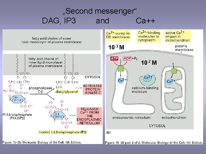 „Second messenger“ DAG, IP 3 and Ca++ 10 -3 M 10 -7 M 