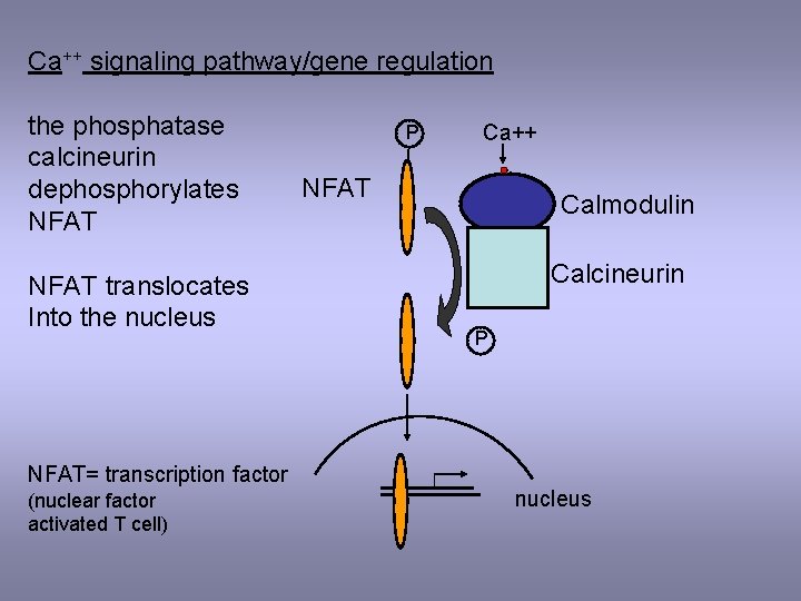 Ca++ signaling pathway/gene regulation the phosphatase calcineurin dephosphorylates NFAT translocates Into the nucleus NFAT=