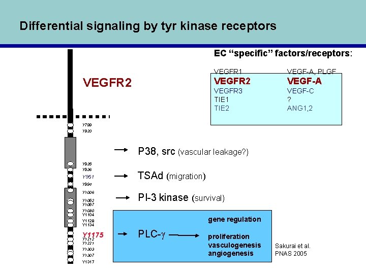 Differential signaling by tyr kinase receptors EC “specific” factors/receptors: VEGFR 2 VEGFR 1 VEGF-A,