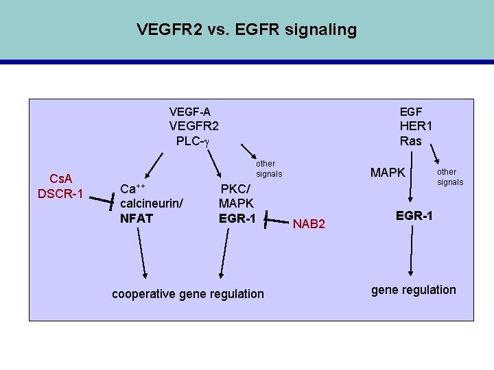 VEGFR 2 vs. EGFR signaling Cs. A DSCR-1 VEGF-A EGF VEGFR 2 PLC-g HER