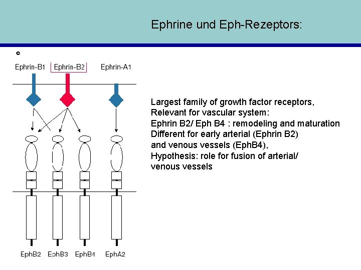 Ephrine und Eph-Rezeptors: Largest family of growth factor receptors, Relevant for vascular system: Ephrin