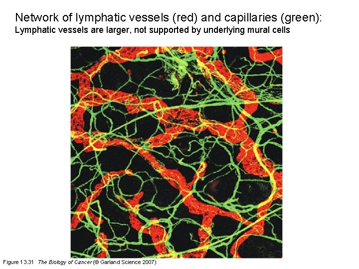 Network of lymphatic vessels (red) and capillaries (green): Lymphatic vessels are larger, not supported