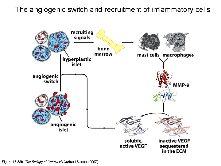 The angiogenic switch and recruitment of inflammatory cells Figure 13. 38 b The Biology