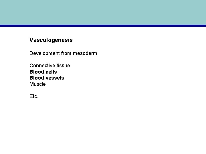 Vasculogenesis Development from mesoderm Connective tissue Blood cells Blood vessels Muscle Etc. 