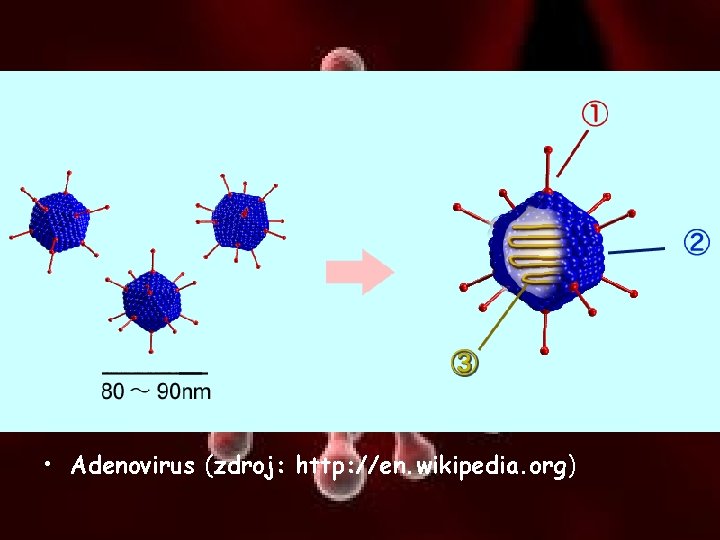  • Adenovirus (zdroj: http: //en. wikipedia. org) 