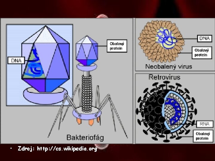  • Zdroj: http: //cs. wikipedia. org 