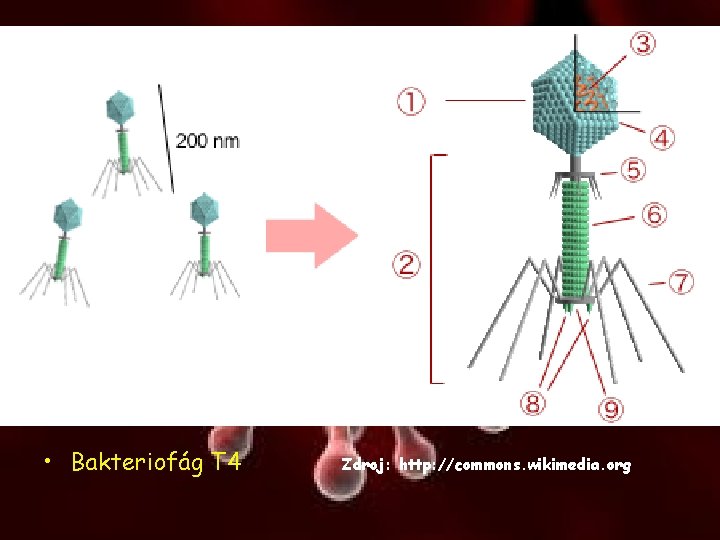  • Bakteriofág T 4 Zdroj: http: //commons. wikimedia. org 