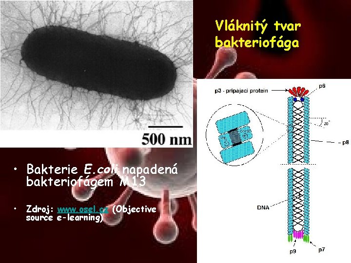 Vláknitý tvar bakteriofága • Bakterie E. coli napadená bakteriofágem M 13 • Zdroj: www.