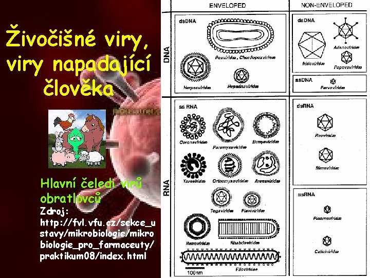 Živočišné viry, viry napadající člověka Hlavní čeledi virů obratlovců Zdroj: http: //fvl. vfu. cz/sekce_u
