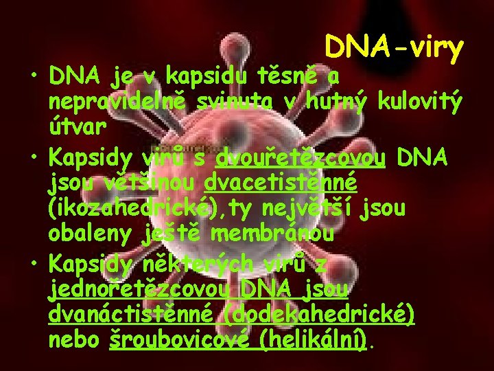 DNA-viry • DNA je v kapsidu těsně a nepravidelně svinuta v hutný kulovitý útvar