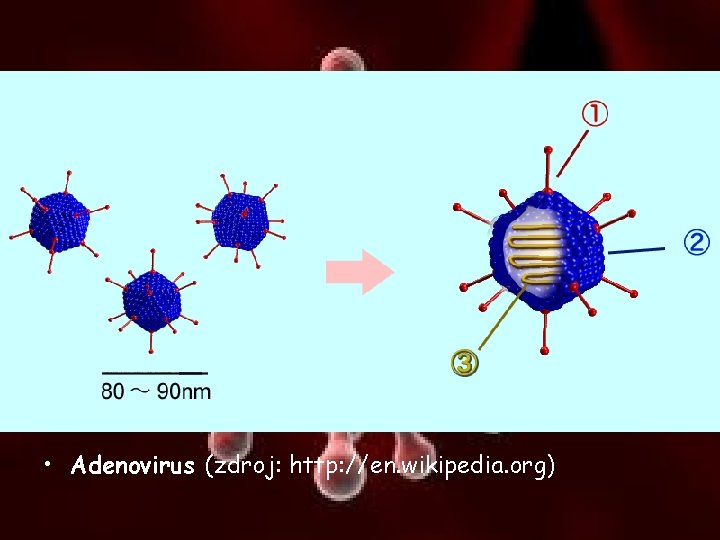  • Adenovirus (zdroj: http: //en. wikipedia. org) 