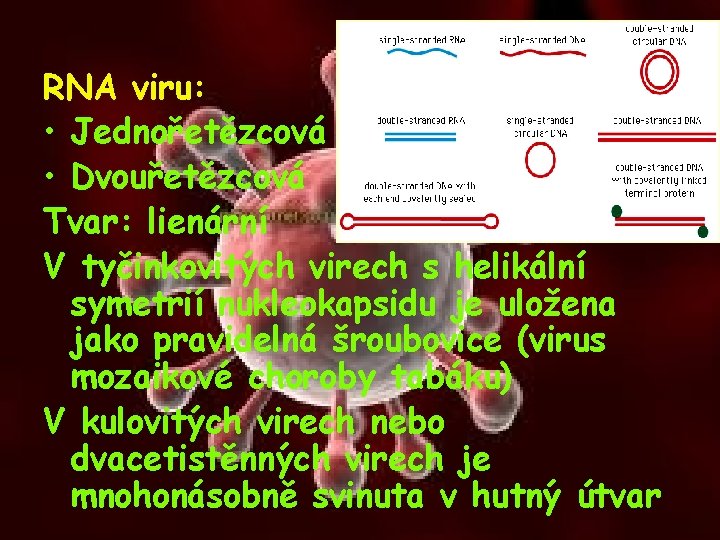 RNA viru: • Jednořetězcová • Dvouřetězcová Tvar: lienární V tyčinkovitých virech s helikální symetrií