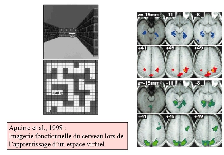 Aguirre et al. , 1998 : Imagerie fonctionnelle du cerveau lors de l’apprentissage d’un