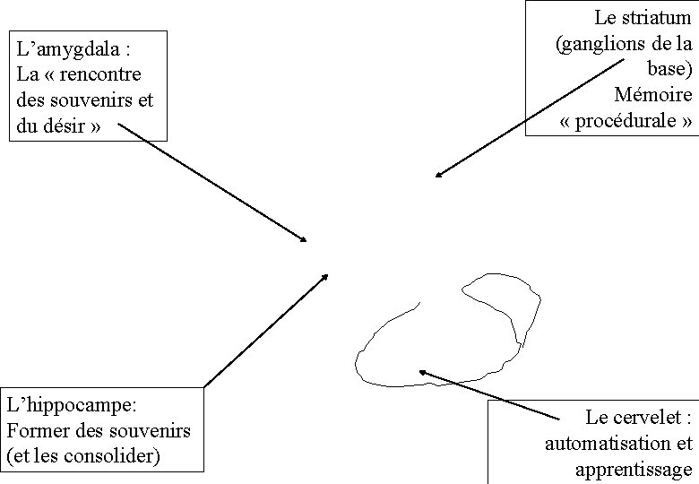 L’amygdala : La « rencontre des souvenirs et du désir » L’hippocampe: Former des