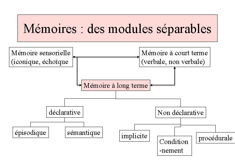 Mémoires : des modules séparables Mémoire sensorielle (iconique, échoïque Mémoire à court terme (verbale,