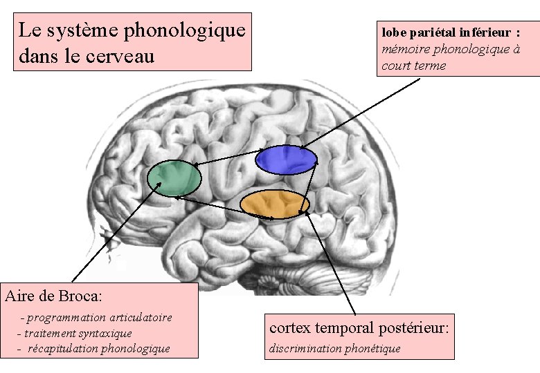 Le système phonologique dans le cerveau Aire de Broca: - programmation articulatoire - traitement