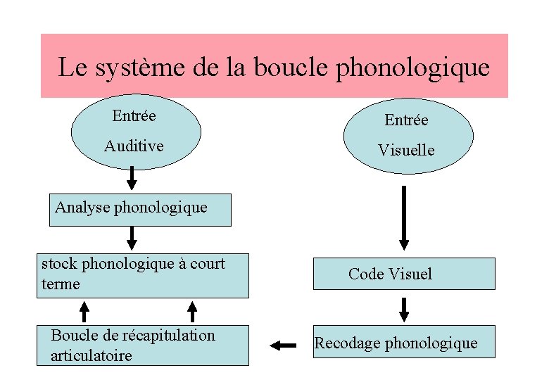 Le système de la boucle phonologique Entrée Auditive Visuelle Analyse phonologique stock phonologique à