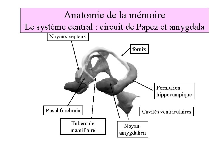 Anatomie de la mémoire Le système central : circuit de Papez et amygdala Noyaux