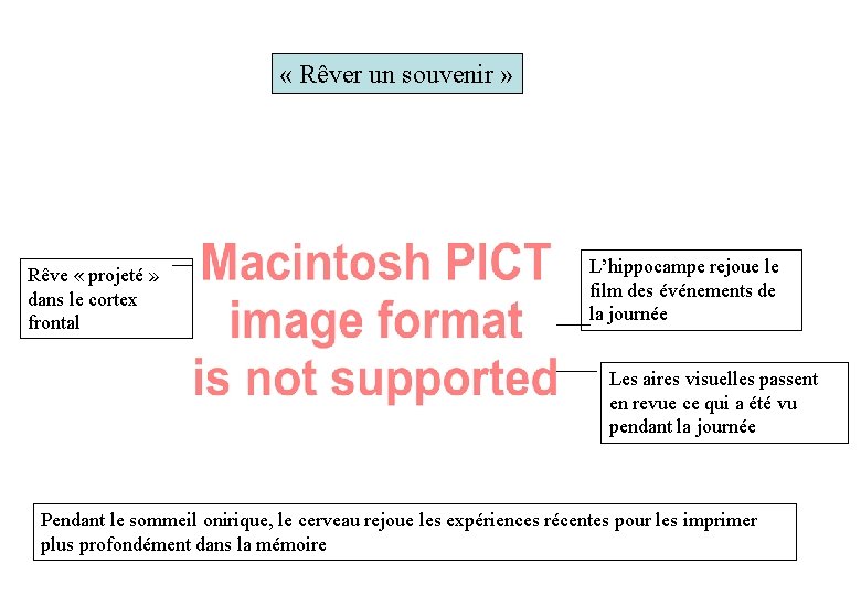  « Rêver un souvenir » Rêve « projeté » dans le cortex frontal