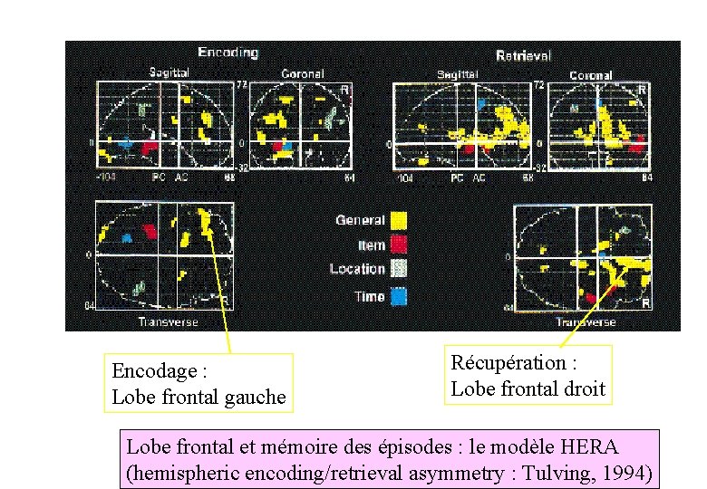 Encodage : Lobe frontal gauche Récupération : Lobe frontal droit Lobe frontal et mémoire